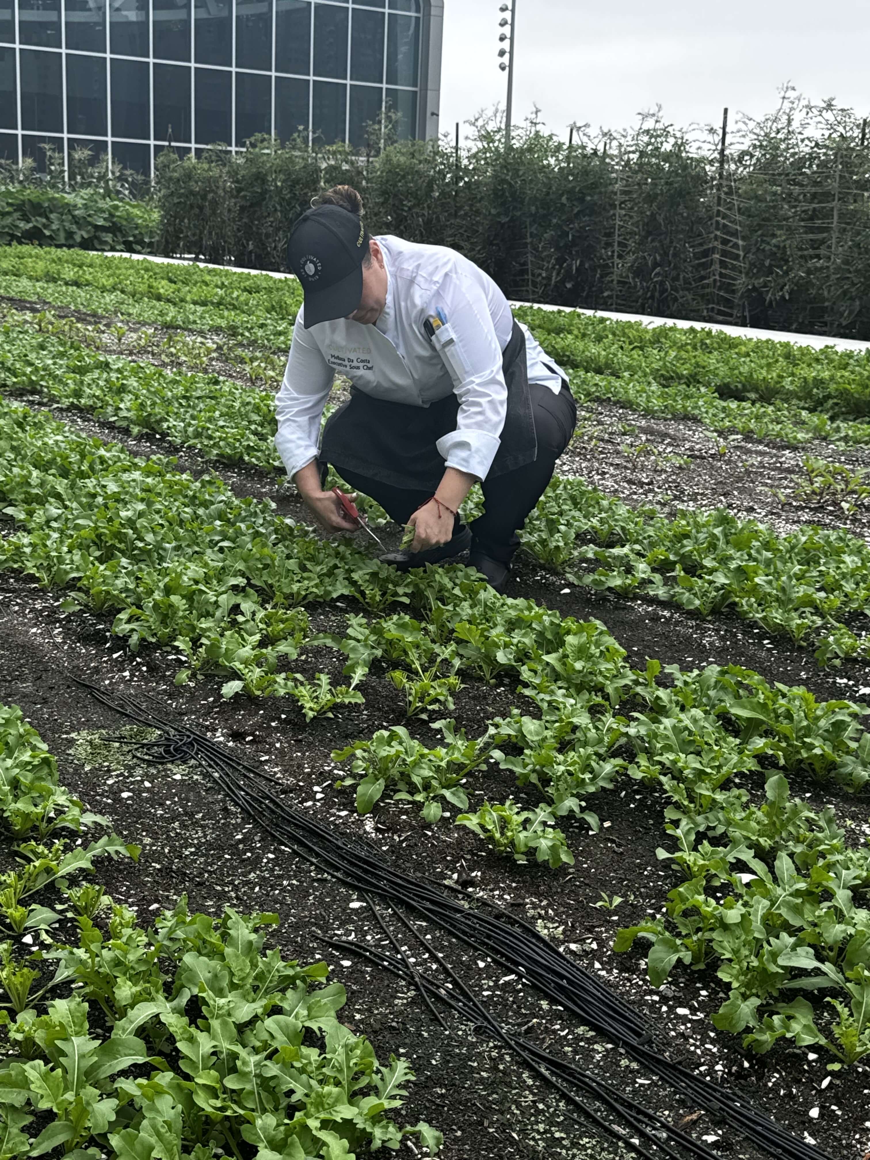 rooftop farm