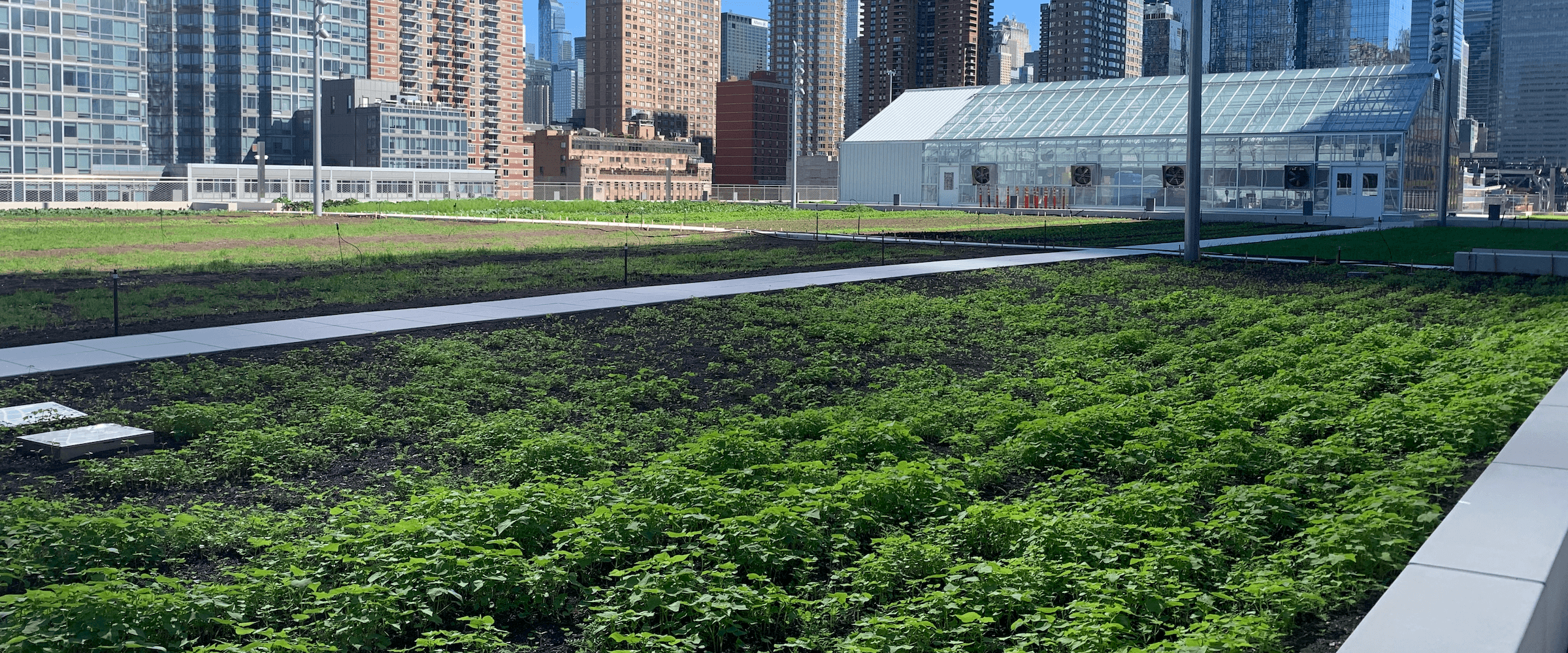 rooftop farm in a big city - Desktop Version