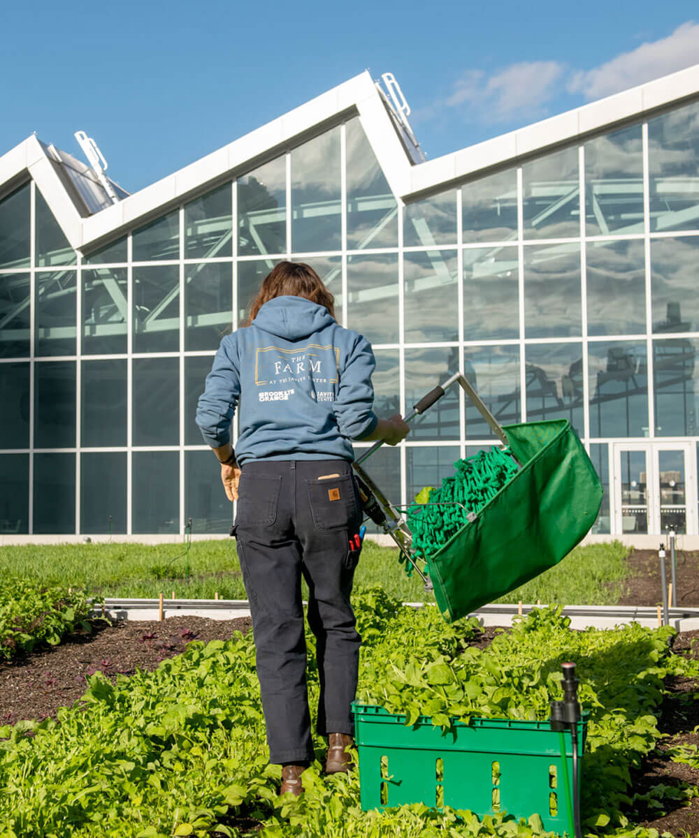 Woman harvesting vegetables - mobile version